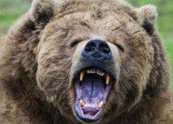 Atacat de urs în timp ce se afla la muncă la câmp! Bărbatul a fost rănit destul de grav!