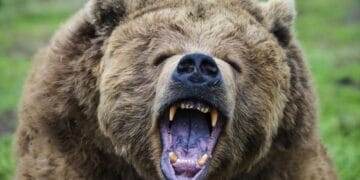 Atacat de urs în timp ce se afla la muncă la câmp! Bărbatul a fost rănit destul de grav!