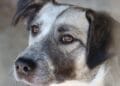 Situație dramatică la un adăpost de câini. Patrupezii au primit decizie de eutanasiere dacă nu vor fi adoptați de oameni
