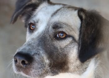 Situație dramatică la un adăpost de câini. Patrupezii au primit decizie de eutanasiere dacă nu vor fi adoptați de oameni