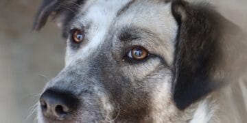 Situație dramatică la un adăpost de câini. Patrupezii au primit decizie de eutanasiere dacă nu vor fi adoptați de oameni