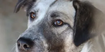 Situație dramatică la un adăpost de câini. Patrupezii au primit decizie de eutanasiere dacă nu vor fi adoptați de oameni