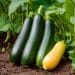 Zucchini sau dovlecelul, o legumă foarte folosită în bucătăria românească! Ajută și în curele de slăbire!