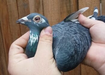 Femeie cercetată după ce a prins și mâncat un porumbel! Respectiva prezenta un comportament neadecvat, și a fost dusă la spital!