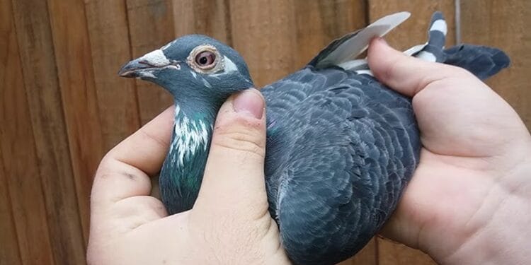 Femeie cercetată după ce a prins și mâncat un porumbel! Respectiva prezenta un comportament neadecvat, și a fost dusă la spital!