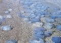 Plajele de la Marea Neagră sunt albastre! Mii de meduze albastre au fost aduse la mal de valuri!
