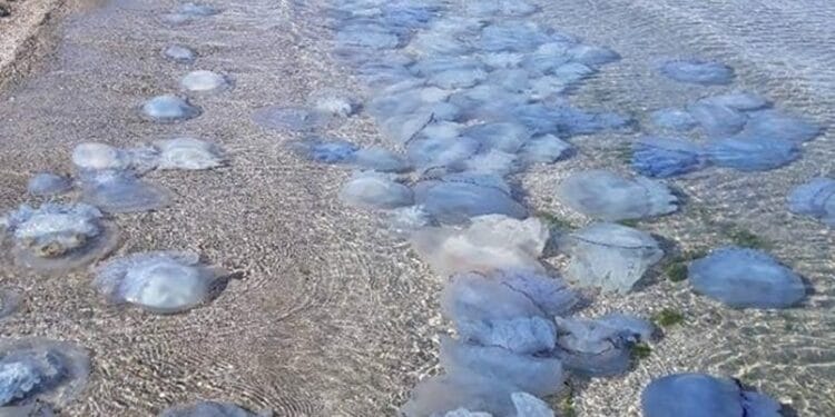 Plajele de la Marea Neagră sunt albastre! Mii de meduze albastre au fost aduse la mal de valuri!