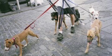 O nouă ocupație atrage atenția adolescenților. E bănoasă și nu foarte drastică. Va apărea și un curs pentru această specializare!