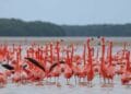 În drumul spre Africa, sute de păsări exotice au poposit pe un lac din Delta Dunării! Specialiștii cred că, în viitor, ar putea forma colonii stabile în țara noastră