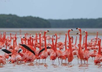 În drumul spre Africa, sute de păsări exotice au poposit pe un lac din Delta Dunării! Specialiștii cred că, în viitor, ar putea forma colonii stabile în țara noastră