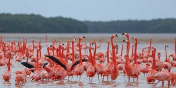 În drumul spre Africa, sute de păsări exotice au poposit pe un lac din Delta Dunării! Specialiștii cred că, în viitor, ar putea forma colonii stabile în țara noastră