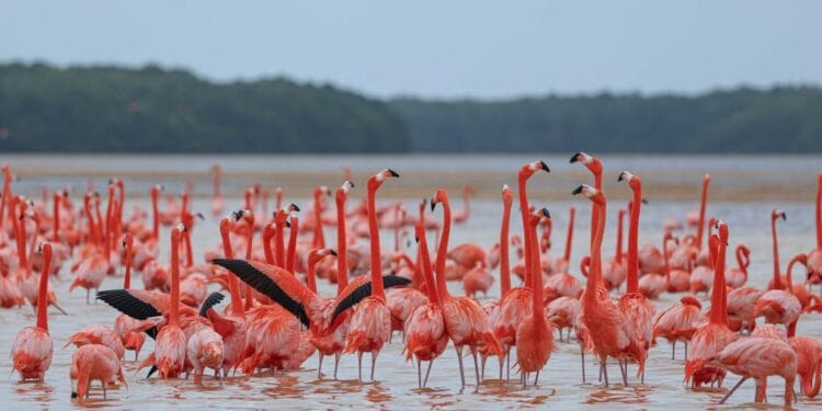 În drumul spre Africa, sute de păsări exotice au poposit pe un lac din Delta Dunării! Specialiștii cred că, în viitor, ar putea forma colonii stabile în țara noastră