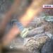 Rămășițe umane descoperite într-o zonă montană! Se pare că ar fi vorba despre un bărbat, iar decesul ar fi survenit în urmă cu peste 20 de ani!