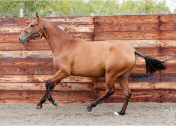 Gest șocant! Bărbat reținut după ce și-a ucis calul în curtea casei!