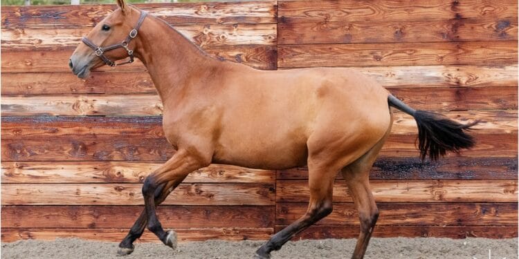 Gest șocant! Bărbat reținut după ce și-a ucis calul în curtea casei!