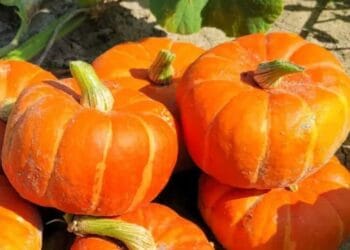 Dovlecii, vedetele toamnei: de la tarabe la plăcinte și decorațiuni de Halloween