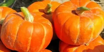 Dovlecii, vedetele toamnei: de la tarabe la plăcinte și decorațiuni de Halloween