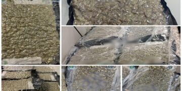 Albanez prins pe Aeroportul Otopeni cu 22 de kilograme de canabis! Bărbatul a venit de la Atena cu marfa!