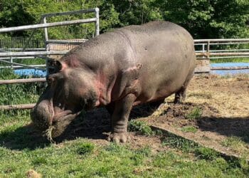 Senzație la Grădina Zoologică. Uriașul care iubește morcovii! Cooper, singurul hipopotam din România, tronează AICI și este atracția Locului, indiferent de sezon!