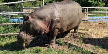 Senzație la Grădina Zoologică. Uriașul care iubește morcovii! Cooper, singurul hipopotam din România, tronează AICI și este atracția Locului, indiferent de sezon!