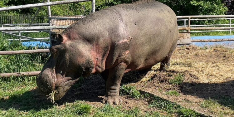 Senzație la Grădina Zoologică. Uriașul care iubește morcovii! Cooper, singurul hipopotam din România, tronează AICI și este atracția Locului, indiferent de sezon!