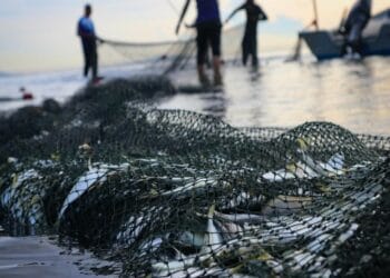 Descinderi în forță! Poliția a intrat peste braconieri la primele ore! Pescuit ilegal, bani și unelte confiscate