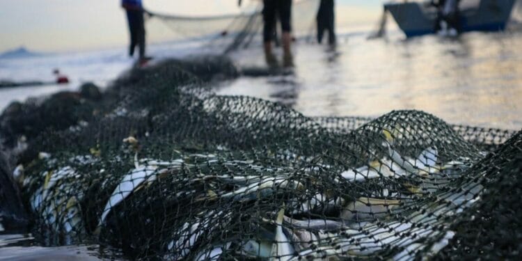 Descinderi în forță! Poliția a intrat peste braconieri la primele ore! Pescuit ilegal, bani și unelte confiscate