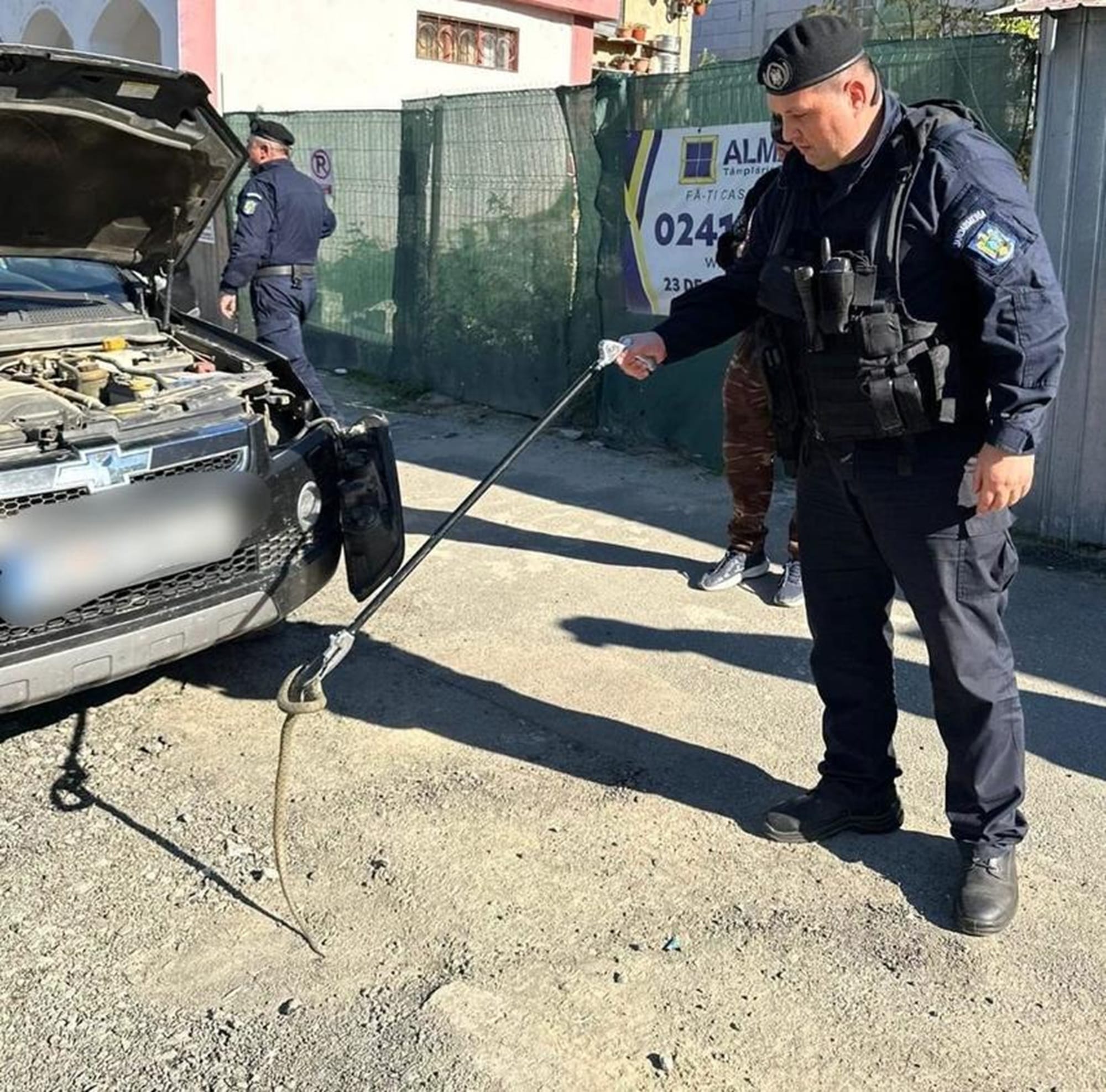 Un apel la 112 a pus jandarmii pe jar. Ce a găsit un șofer pe parbrizul mașinii! O reptilă care apoi s-a ascuns la motor!