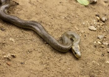 Un apel la 112 a pus jandarmii pe jar. Ce a găsit un șofer pe parbrizul mașinii! O reptilă care apoi s-a ascuns la motor!