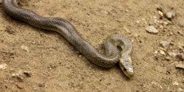 Un apel la 112 a pus jandarmii pe jar. Ce a găsit un șofer pe parbrizul mașinii! O reptilă care apoi s-a ascuns la motor!