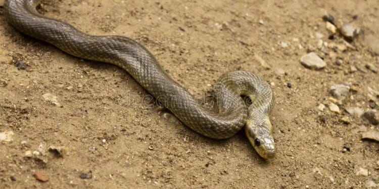 Un apel la 112 a pus jandarmii pe jar. Ce a găsit un șofer pe parbrizul mașinii! O reptilă care apoi s-a ascuns la motor!