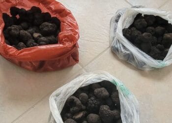 Peste 5 kilograme de trufe negre confiscate de polițiști! Cei care le transportau, nu dețineau documente!