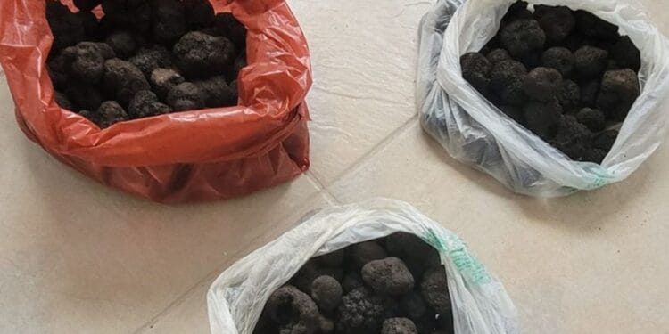Peste 5 kilograme de trufe negre confiscate de polițiști! Cei care le transportau, nu dețineau documente!