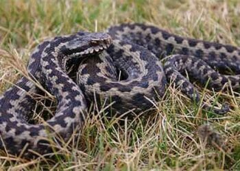 O viperă a murit după ce a mușcat un bărbat beat criță! Reptila s-a intoxicat cu alcool și s-a lovit singură de un copac