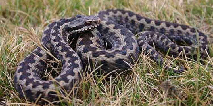 O viperă a murit după ce a mușcat un bărbat beat criță! Reptila s-a intoxicat cu alcool și s-a lovit singură de un copac