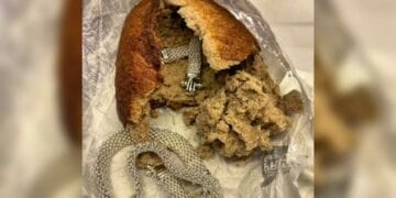 Români prinși la vamă cu bijuterii furate ascunse… într-o pâine! Cei doi au fost reținuți. Urmează să se stabilească în ce fel au fost implicați în furt! 