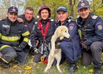 Cățelușă salvată de pompieri după ce a căzut într-un puț adânc de 15 metri!