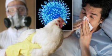 Un bărbat a murit după infectarea cu virusul rar H5N5 al gripei aviare! Autoritățile spun că riscul pentru populație este scăzut