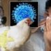 Un bărbat a murit după infectarea cu virusul rar H5N5 al gripei aviare! Autoritățile spun că riscul pentru populație este scăzut