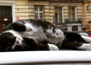 Pisica devenită fenomen global. Din cutia de lemn, în inimile turiștilor!