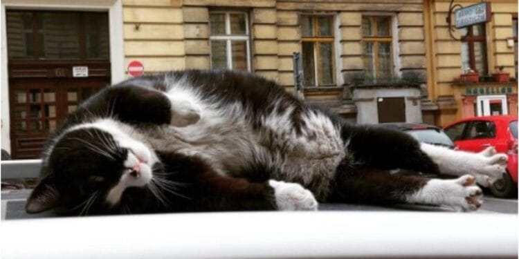 Pisica devenită fenomen global. Din cutia de lemn, în inimile turiștilor!