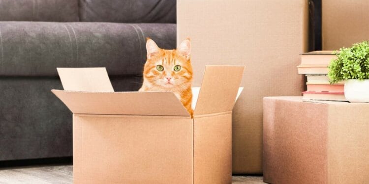 Pisica curioasă călătoare într-un colet! O femeie și-a trimis din greșeală propria pisică prin poștă