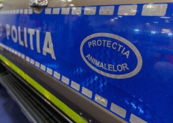 Bărbat reținut după ce a ucis cu intenție o pisică! E șocant ce au descoperit agenții