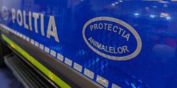 Bărbat reținut după ce a ucis cu intenție o pisică! E șocant ce au descoperit agenții