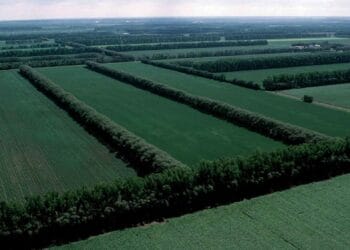 Sudul prinde viață! 380 de hectare de perdele forestiere pentru protejarea drumurilor și comunităților