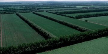 Sudul prinde viață! 380 de hectare de perdele forestiere pentru protejarea drumurilor și comunităților