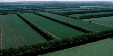 Sudul prinde viață! 380 de hectare de perdele forestiere pentru protejarea drumurilor și comunităților