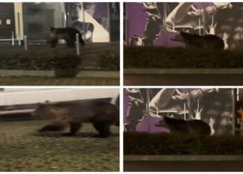 Urs rătăcit într-o zona urbană! A ajuns până la un mall din oraș, spre uimirea trecătorilor!