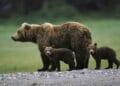Controversă majoră după recensământul urșilor! Parlamentarii vor dublarea cotei de vânătoare