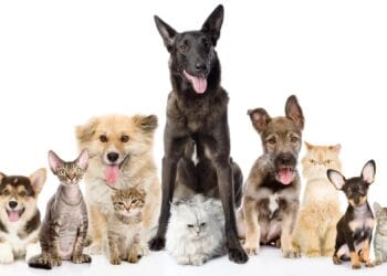 Intervenție de urgență! Peste 130 de câini și pisici, salvate din condiții improprii